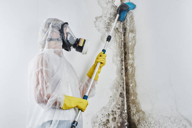 Best Residential Mold Remediation in Rio, VA