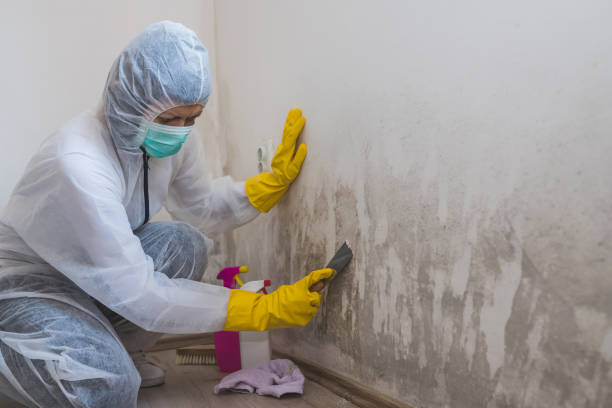 Best DIY Mold Remediation Support Services in Rio, VA