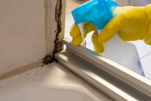 Best Industrial Mold Remediation in Rio, VA