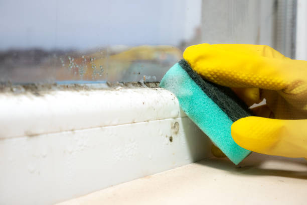 Best Post-Flood Mold Remediation in Rio, VA