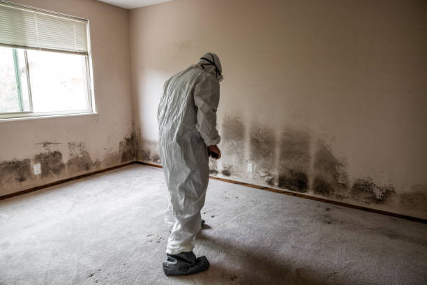 Best Basement Mold Remediation in Rio, VA