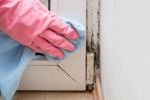Best Residential Mold Remediation in Rio, VA