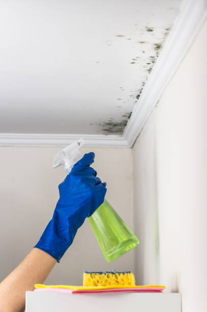 Best Preventive Mold Services in Rio, VA