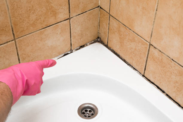 Best Commercial Mold Remediation in Rio, VA